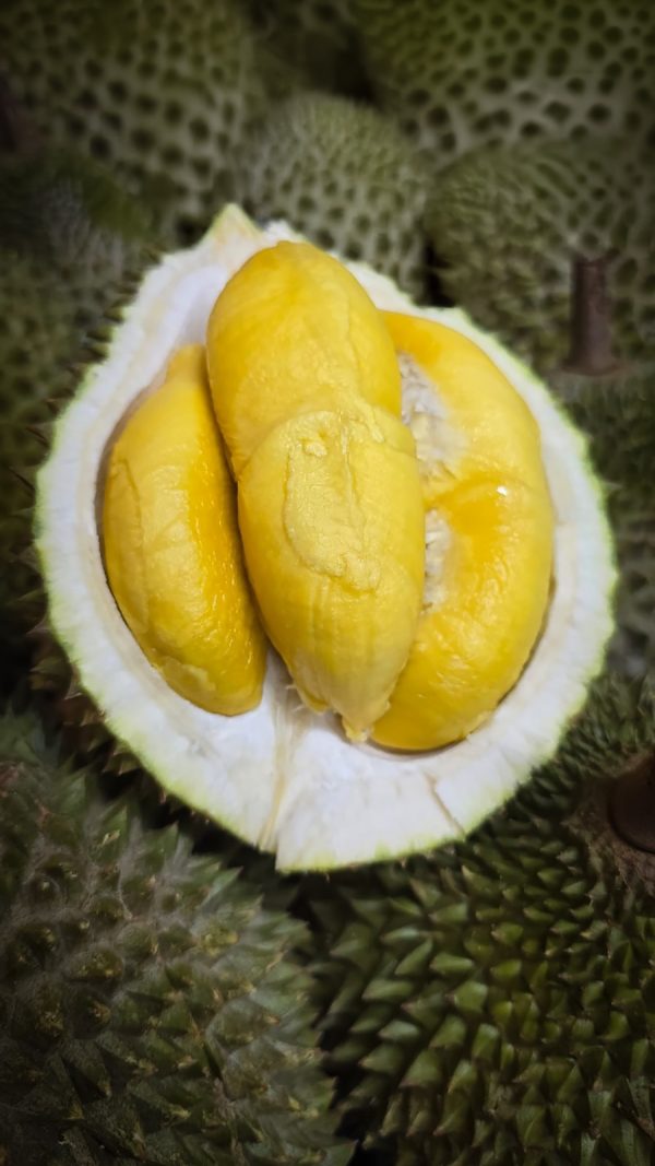 Kaki Kaki Durian MSW (300g) (Grade A)